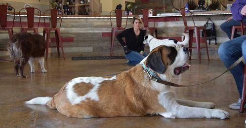 'Drink With Your Dog’ Training Teaches Pups Brewery Manners