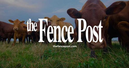 Are you scouting for alfalfa weevil in your fields?