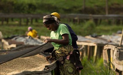 Why East African Coffee Is in Danger of Extinction