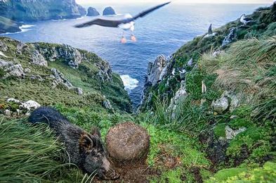 Here’s What Happens When You Plop Pigs on a Subantarctic Island