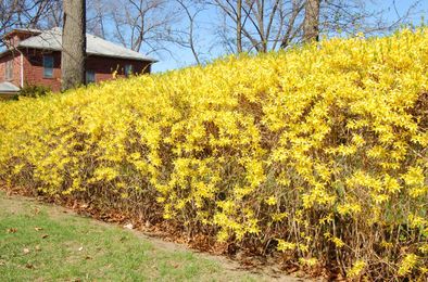 10 Ways to Screw up Your Landscaping