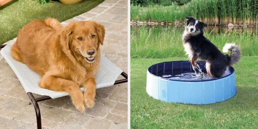 25 Pet Supplies From Walmart You And Your Dog Will Love