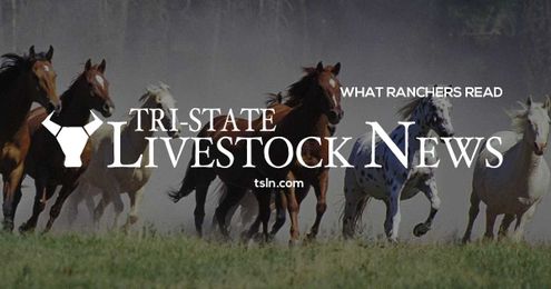 What to do with cows that have lost calves