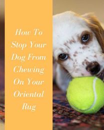 How To Stop Your Dog From Chewing On Your Oriental Rug