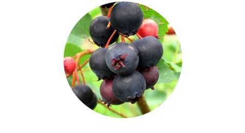 Juneberry Festival to take place June 20th