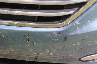 Column: Dealing with lovebugs and New Car Syndrome