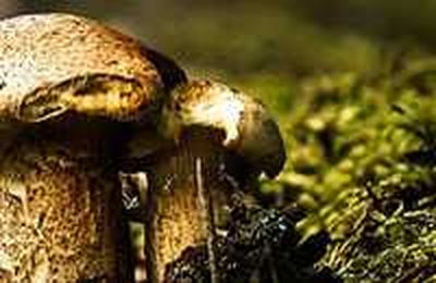 Make Your Photo Subject Really Stand Out