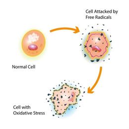 A double-edged sword: reactive oxygen species and how they are detected