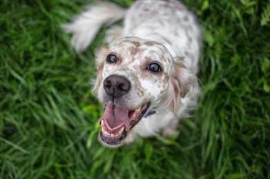 Seven Reasons to Use Reward-Based Dog Training