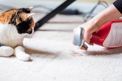 How to Keep Your House Clean With Indoor Pets