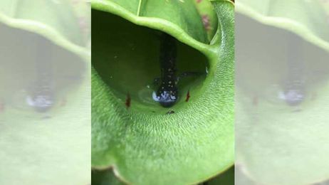 Not Just Bugs: These Meat-Eating Pitcher Plants Also Consume Baby Salamanders