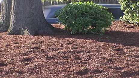 Things to know when laying mulch