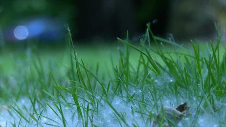 Cottonwood and grass allergens should leave in a few weeks