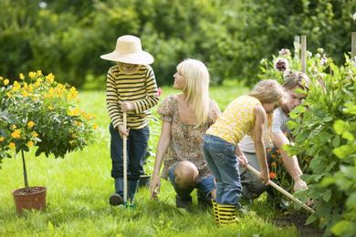 Choose the right shrubs for your yard