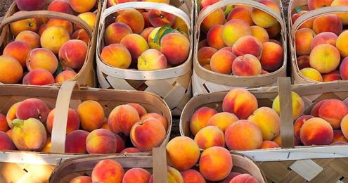How to Pick the Perfect South Carolina Peach