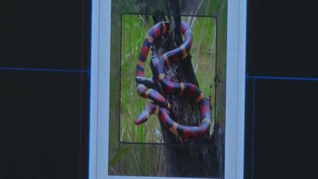 Snake in Your Yard? New Snake Snap App Helps You Identify Them