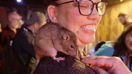 Grab a Cocktail, Hang Out With Live Rats in SF Pop-Up Bar