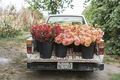 Behind the Scenes of a Flower Farm