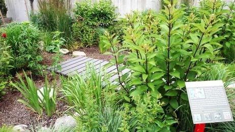 How to make a rain garden