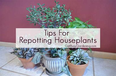 Tips For Repotting Houseplants