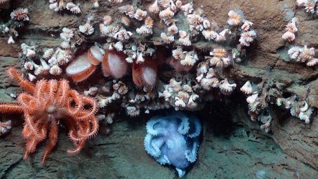 As deep-sea science is out-paced by exploitation, can catastrophe be averted?