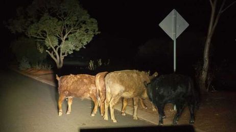 How the midnight cowboys tackled a small town's wandering cattle problem