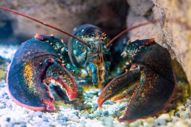 A crustacean investigation into the Hamptons $100-per-pound lobster salad