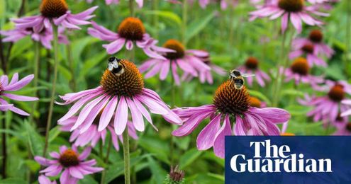 Create a buzz: how to help save wild bees