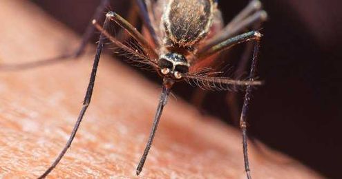 10 Surprising Ways Bugs Shaped The Modern World
