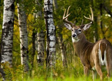 12 Things You Need To Hold Mature Bucks On Your Property Besides Food Plots