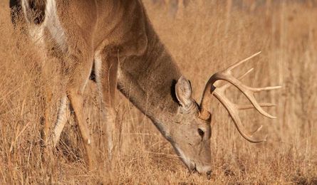 Do Your Deer Need Minerals?