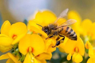 Being a friend to bees