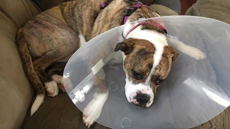 Foster puppy gets the leg surgery she needed