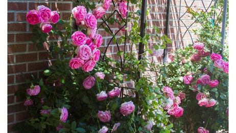Garden Wise: Getting started with roses