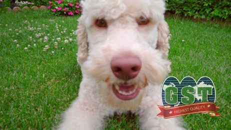 Synthetic Lawns, Putting Greens, Pet Turf