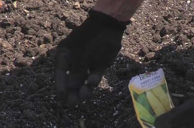 Brad’s Backyard Garden: Planting something new … and growing it!