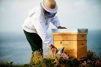 How Guerlain Is Leading the Way for Sustainability in Beauty Brands