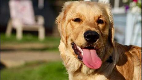 Is your pet food making your dog sick?