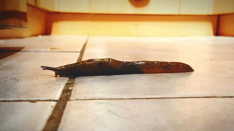 The Animals That Could Kill You If You Eat Them