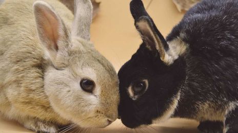 What's the Difference Between a Rabbit and a Hare?