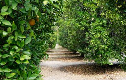 Valleyish: Tarzana still has an orange grove — can it be saved from development?