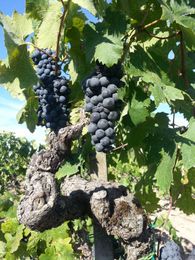 Tin Barn Vineyards: "I Blame My Dad"