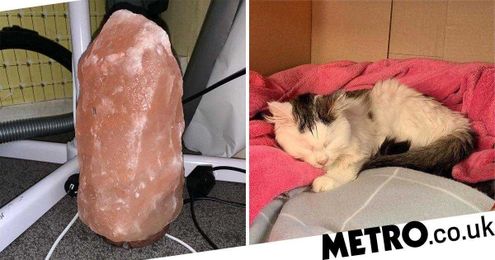 Vets warn how dangerous Himalayan salt lamps can be for cats