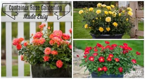 Container Rose Gardening Made Easy; Learn to grow roses in pots