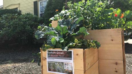 Gorham Grown: Free "Edible Maine Street" program growing