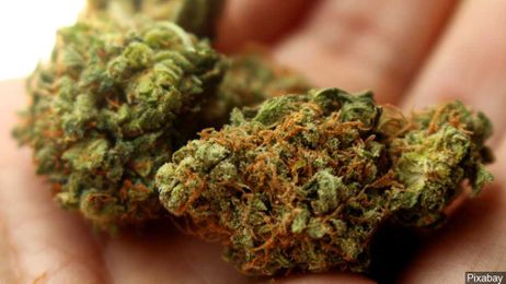  Study says teen marijuana use declines after legalization