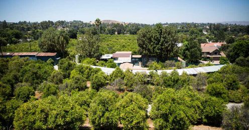 A Southern California Without Orange Groves? One of the Last Could Soon Be Gone