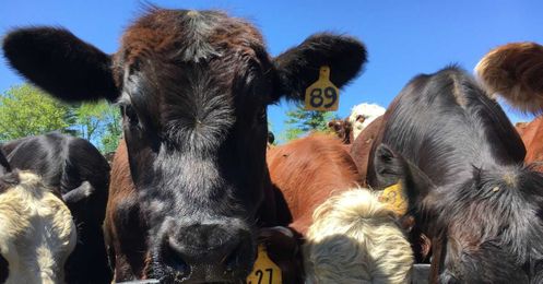 How are small farms surviving? Airbnb.