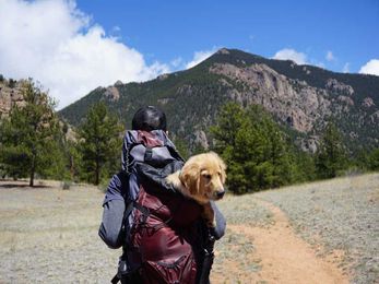 Pack your pup for a dog-friendly vacation in Canada