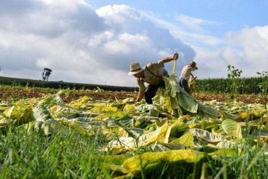 Tobacco Harvest Can Leave You Feeling Green